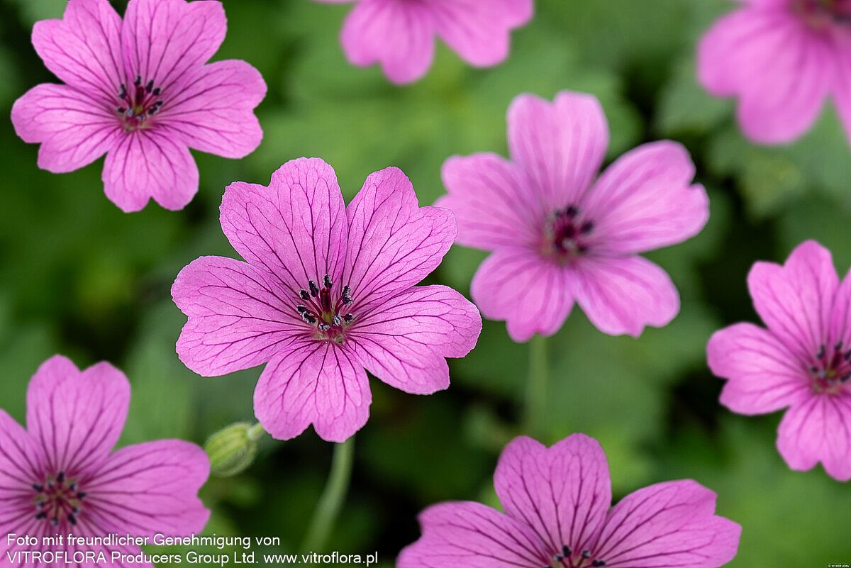 Aschgrauer Storchschnabel 'Ballerina' (Geranium cinereum)