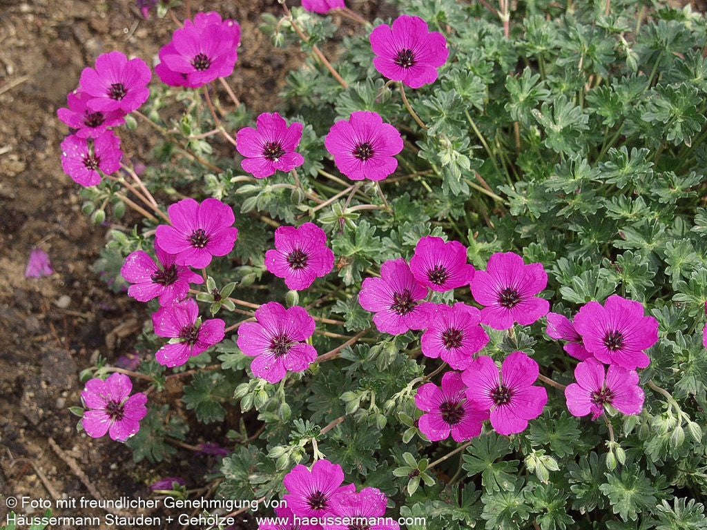 Aschgrauer Storchschnabel 'Purpureum' (Geranium cinereum)