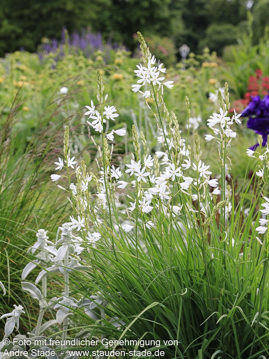 Astlose Graslilie (Anthericum liliago)