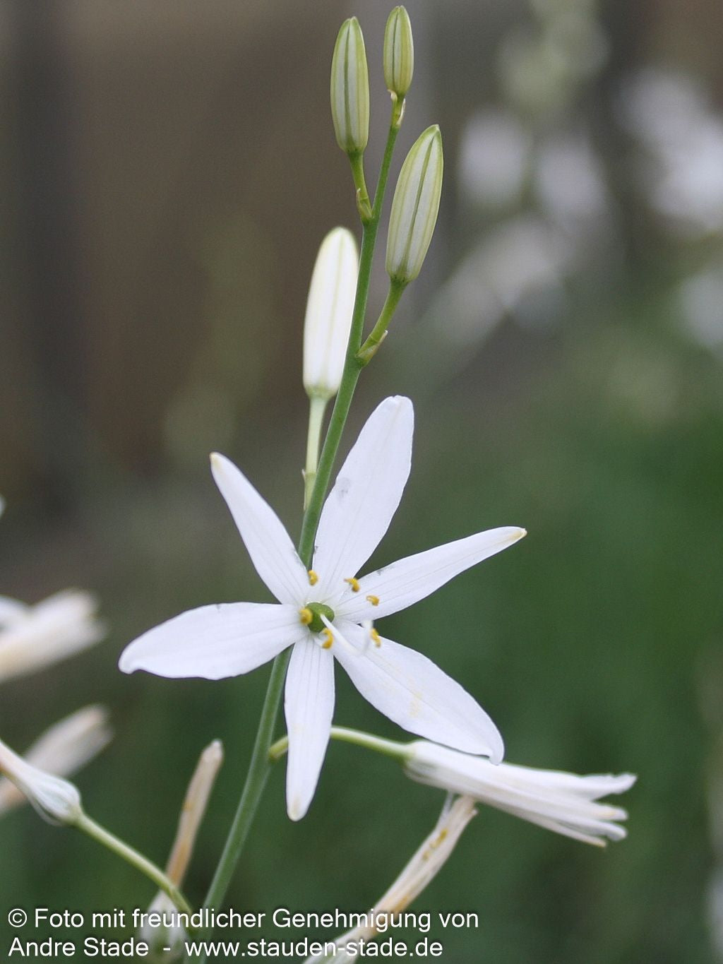 Astlose Graslilie (Anthericum liliago)
