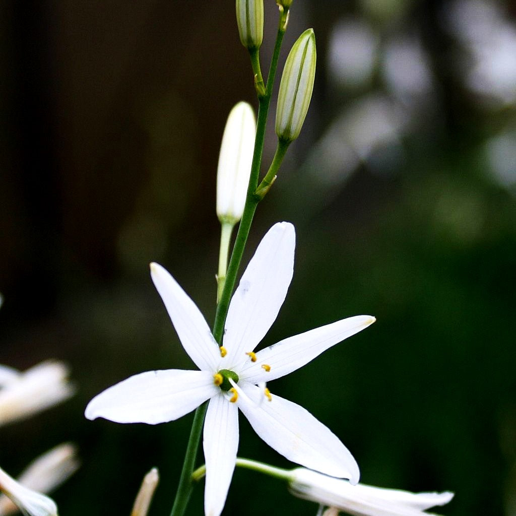 Astlose Graslilie (Anthericum liliago)