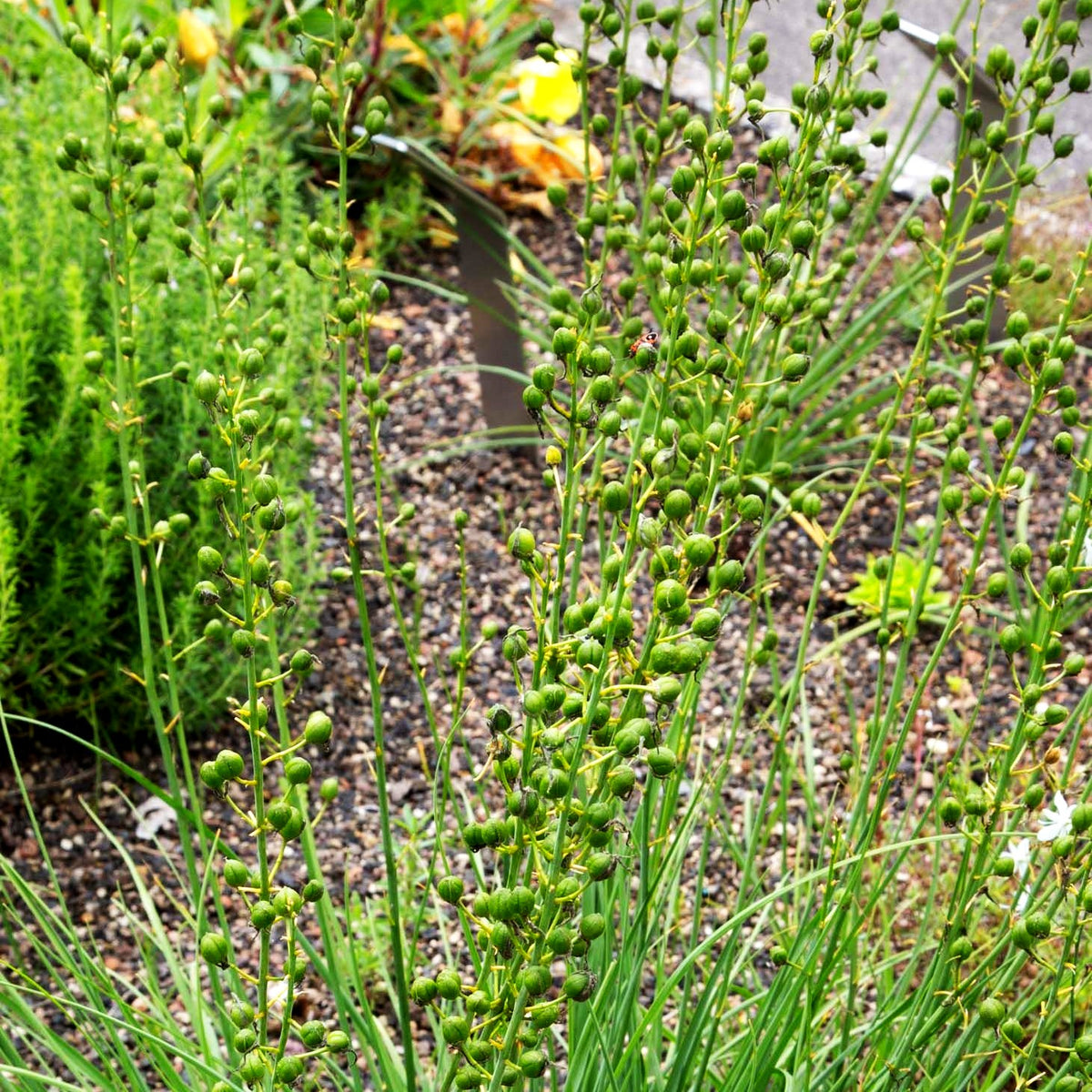 Astlose Graslilie (Anthericum liliago)