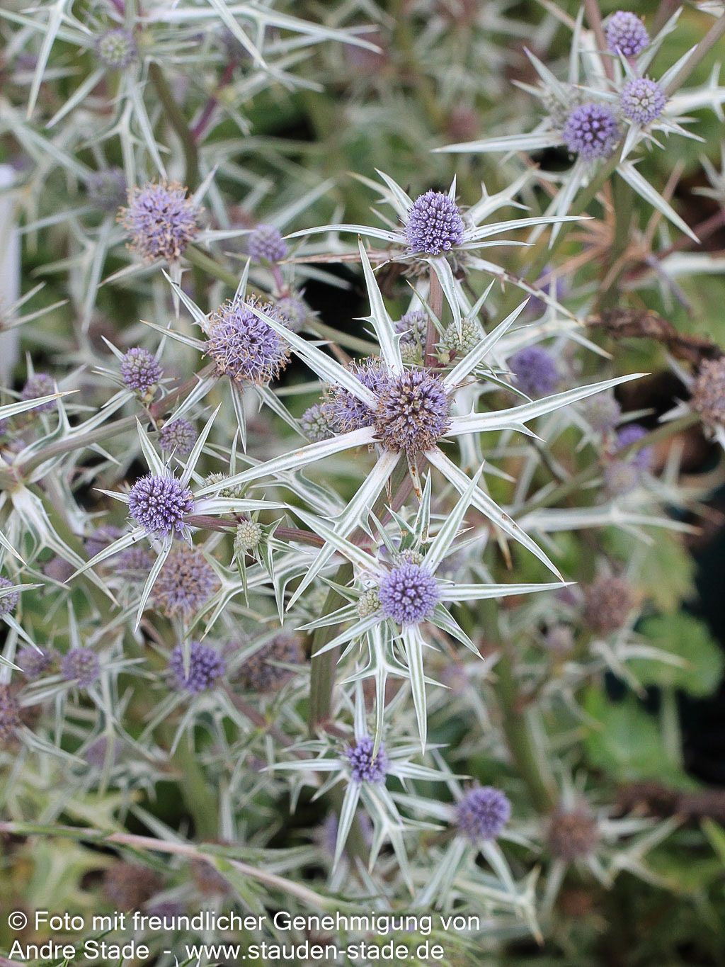 Atlas-Mannstreu (Eryngium variifolium)