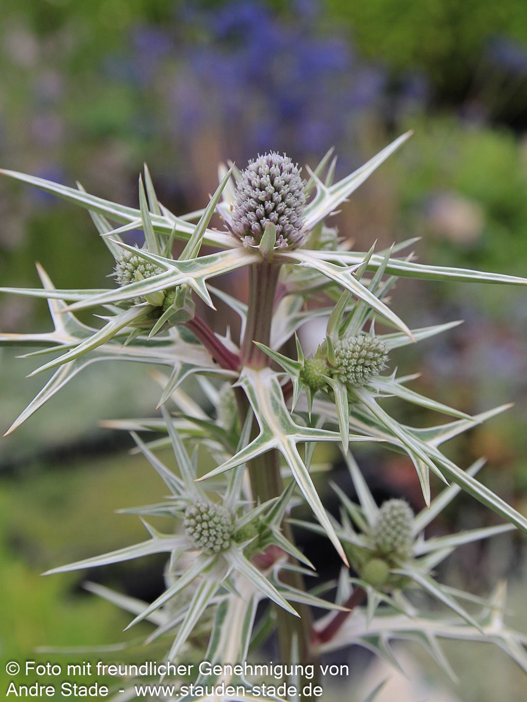 Atlas-Mannstreu (Eryngium variifolium)
