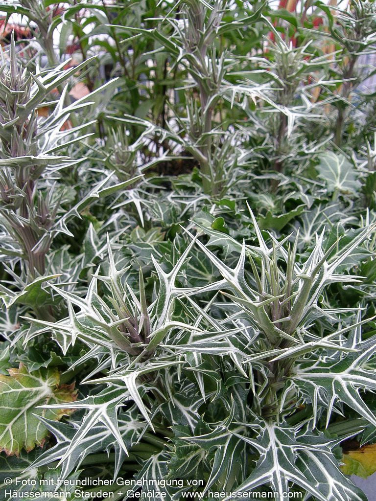 Atlas-Mannstreu (Eryngium variifolium)
