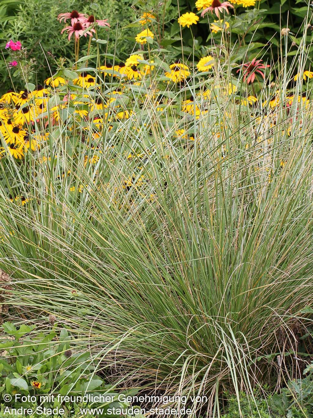 Atlas-Schwingel (Festuca mairei)