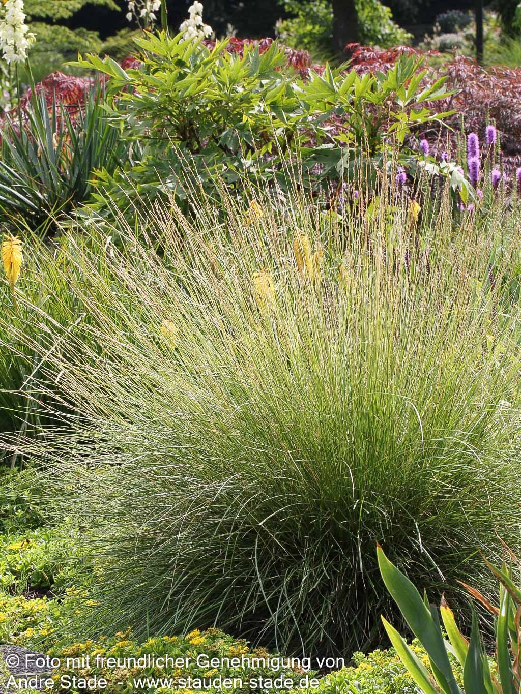 Atlas-Schwingel (Festuca mairei)