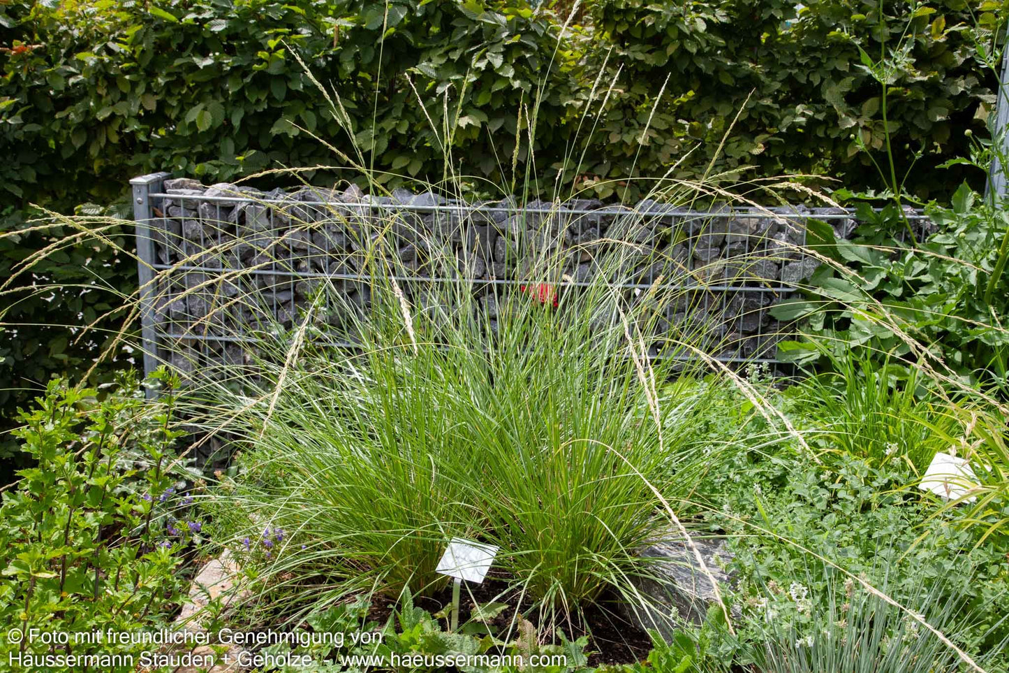 Atlas-Schwingel (Festuca mairei)