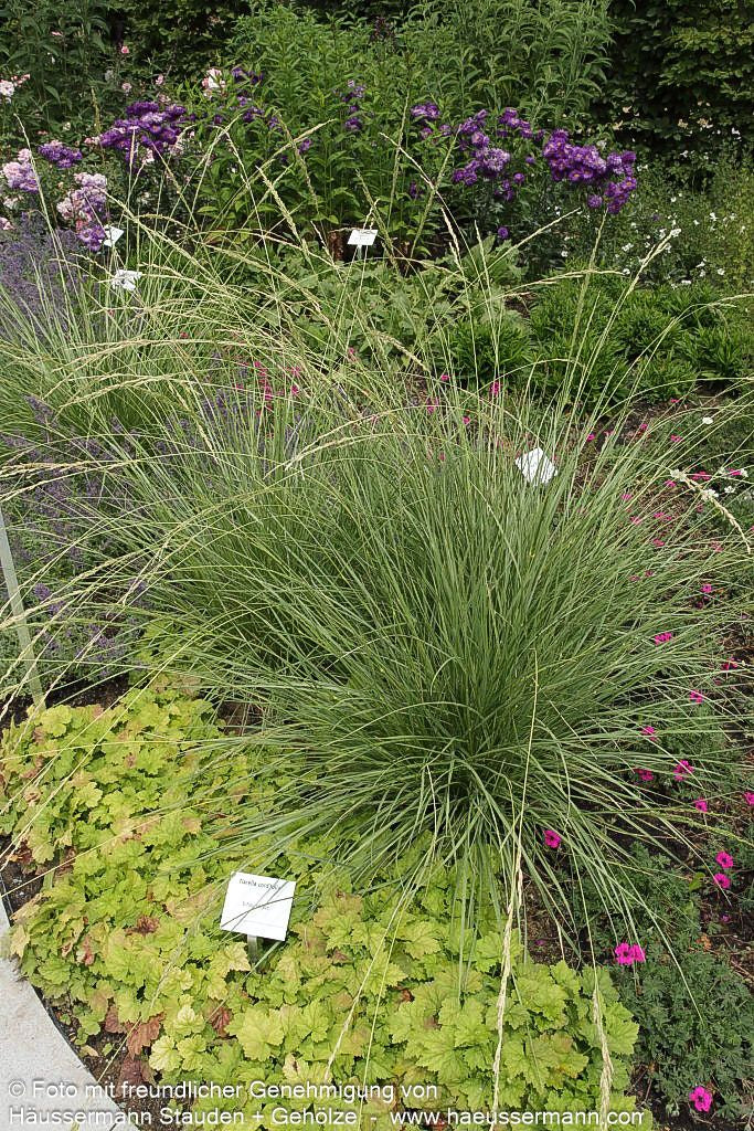 Atlas-Schwingel (Festuca mairei)