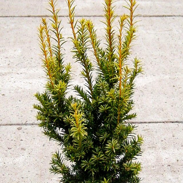 Aufrechte Gold-Eibe 'Golden Crown' (Taxus baccata)