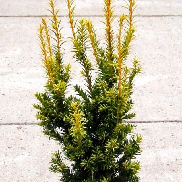 Aufrechte Gold-Eibe 'Golden Crown' (Taxus baccata)