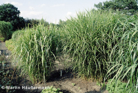 Aufrechter Zebraschilf 'Strictus' (Miscanthus sinensis)