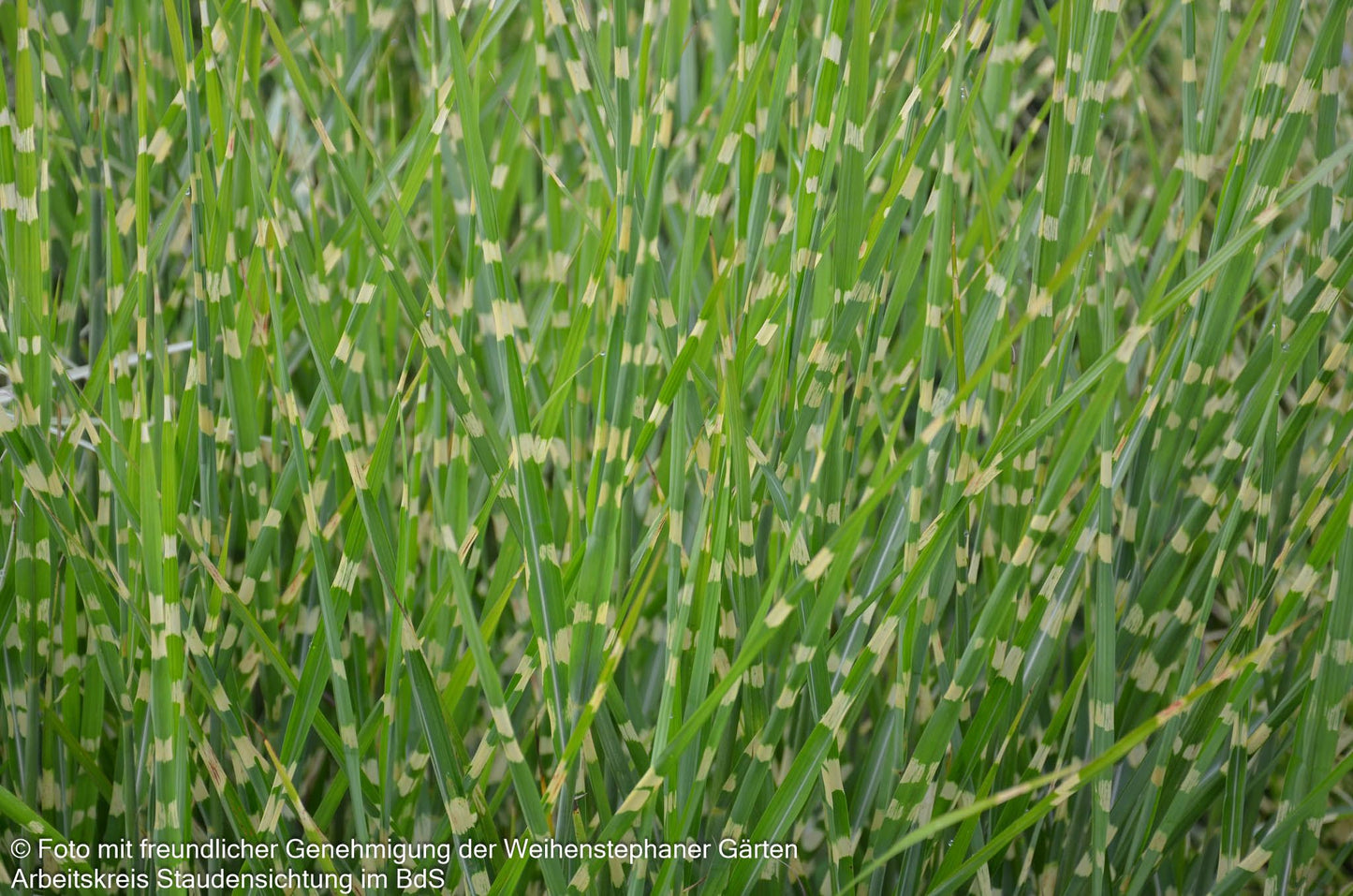 Aufrechter Zebraschilf 'Strictus' (Miscanthus sinensis)