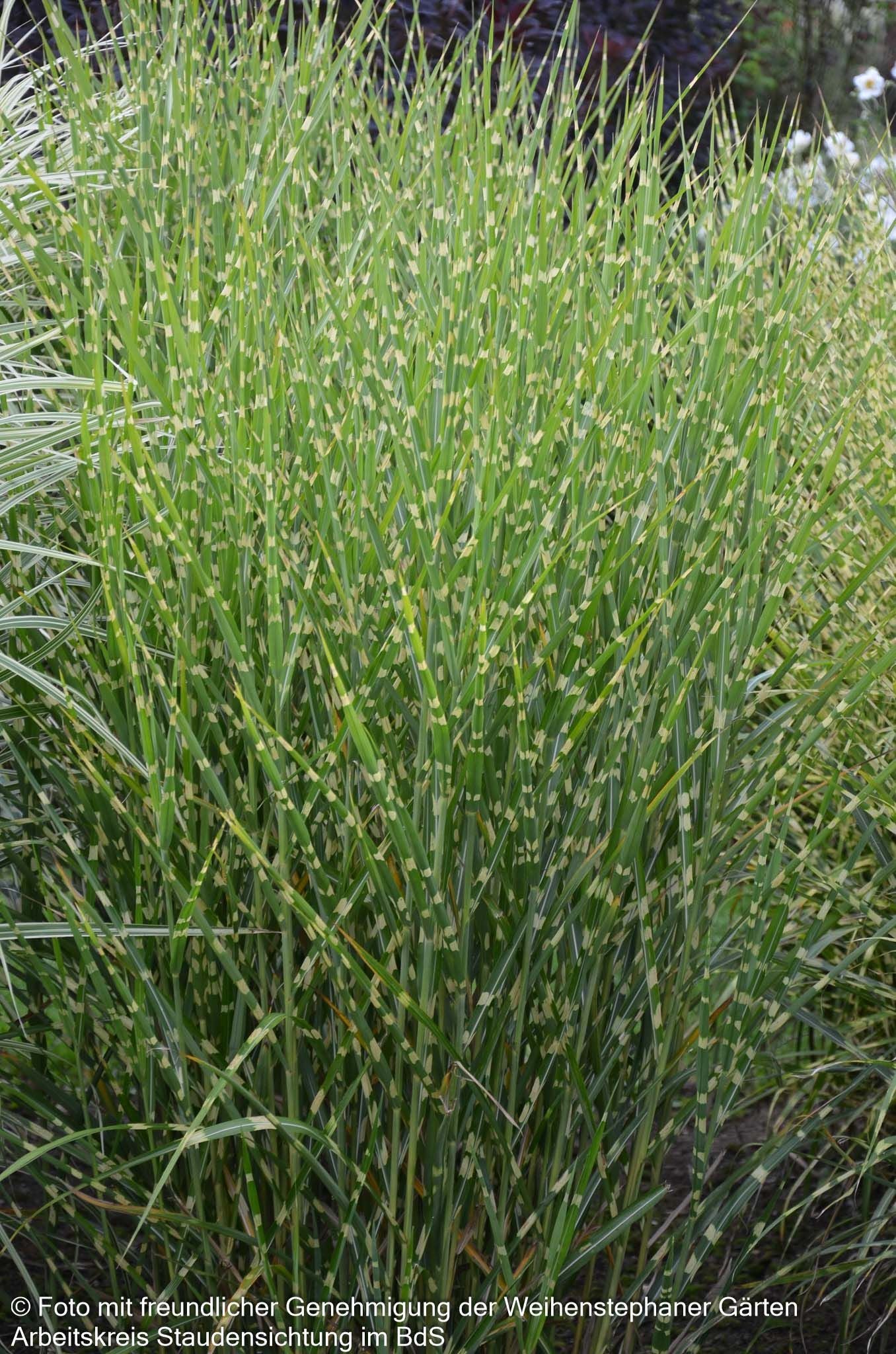 Aufrechter Zebraschilf 'Strictus' (Miscanthus sinensis)