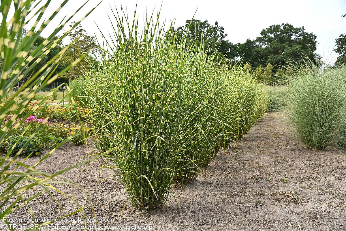 Aufrechter Zebraschilf 'Strictus' (Miscanthus sinensis)