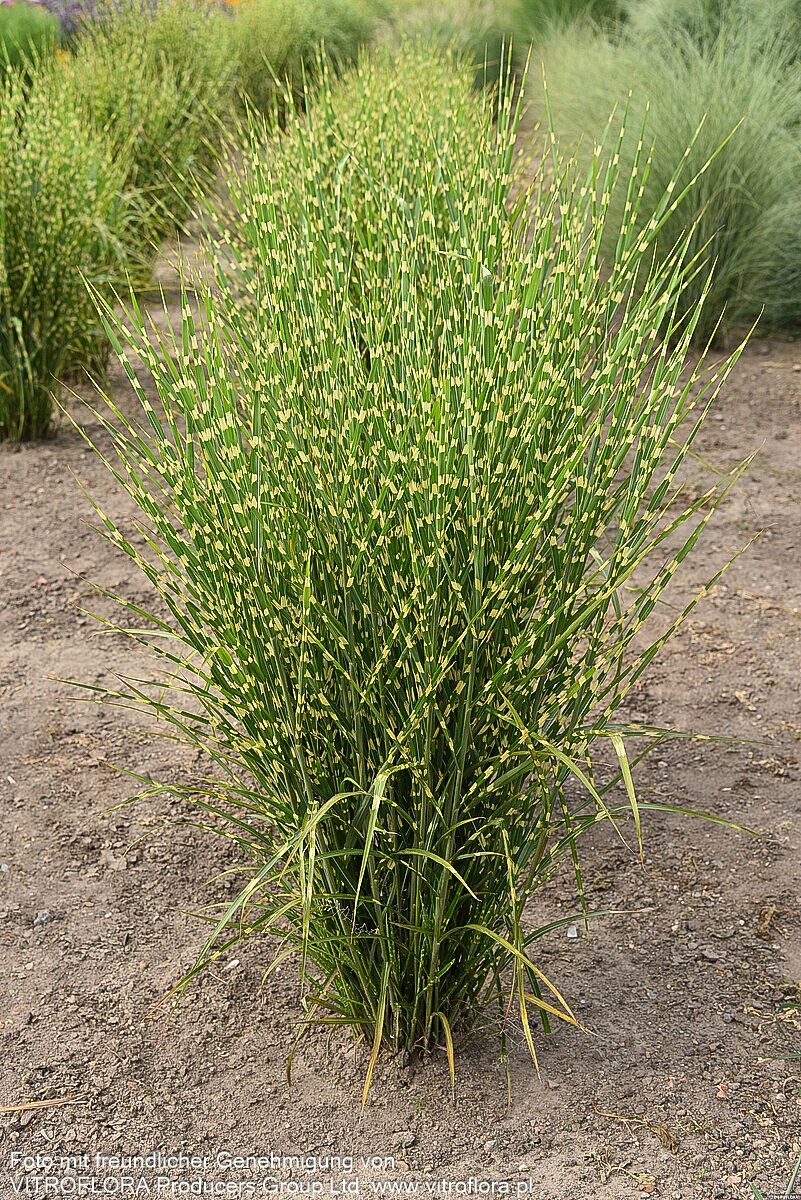 Aufrechter Zebraschilf 'Strictus' (Miscanthus sinensis)
