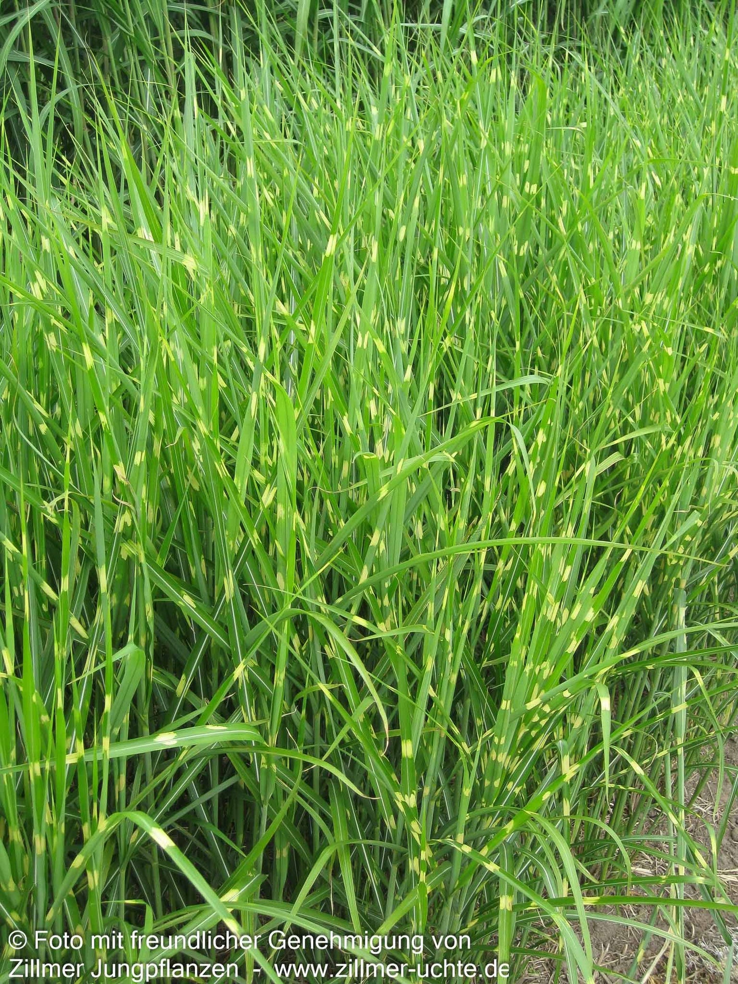 Aufrechter Zebraschilf 'Strictus' (Miscanthus sinensis)