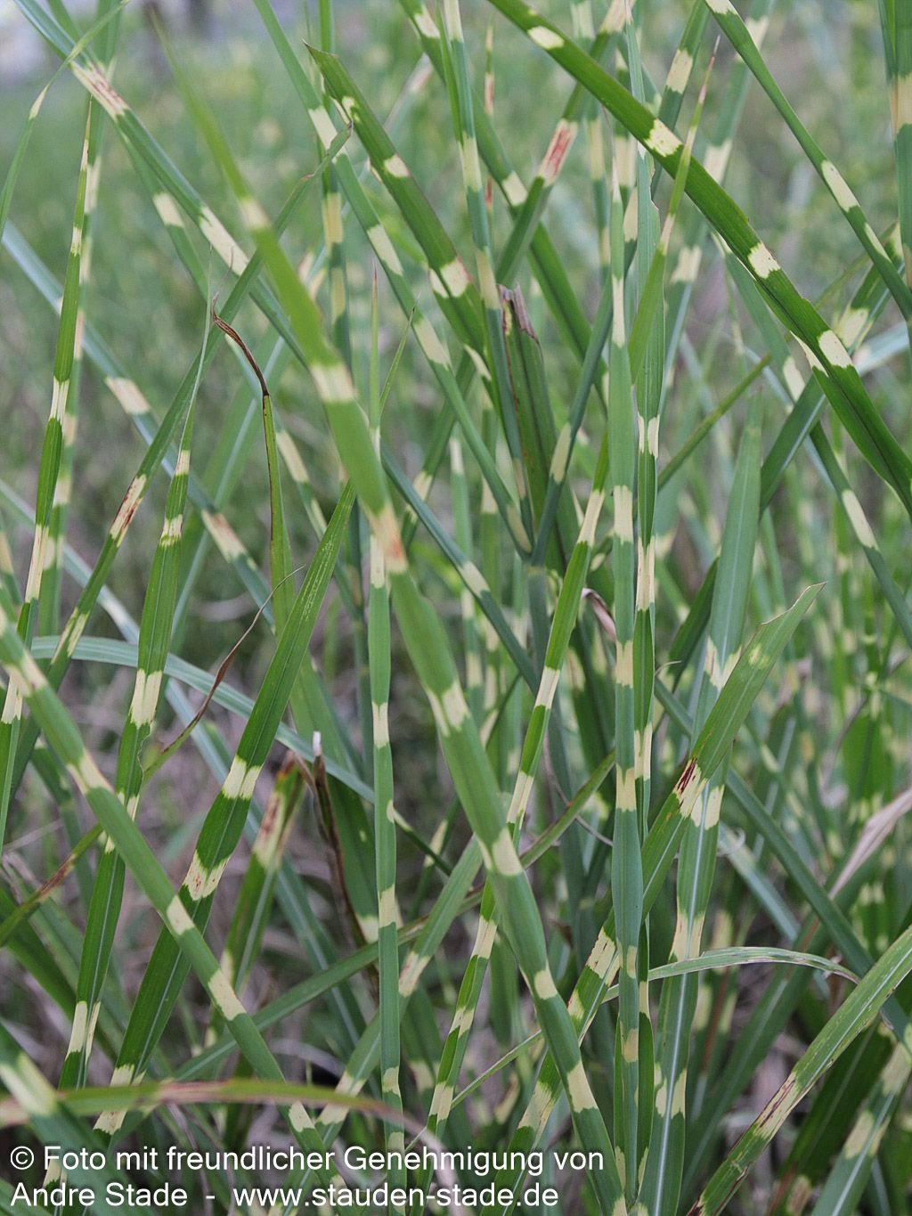 Aufrechter Zebraschilf 'Strictus' (Miscanthus sinensis)