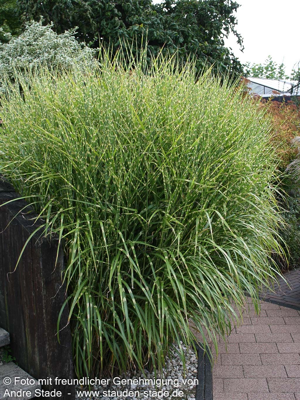 Aufrechter Zebraschilf 'Strictus' (Miscanthus sinensis)