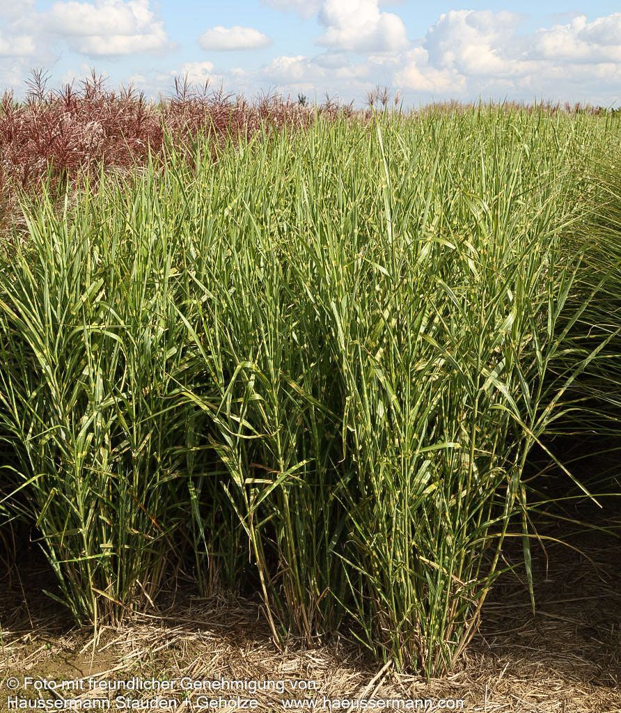 Aufrechter Zebraschilf 'Strictus' (Miscanthus sinensis)