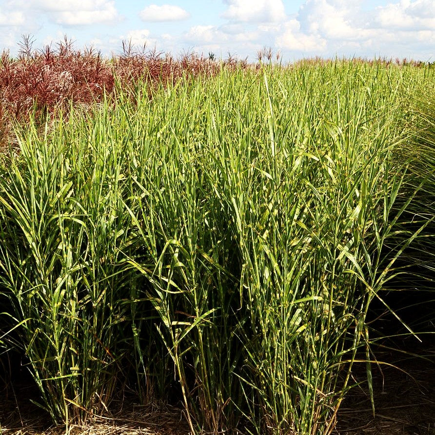 Aufrechter Zebraschilf 'Strictus' (Miscanthus sinensis)