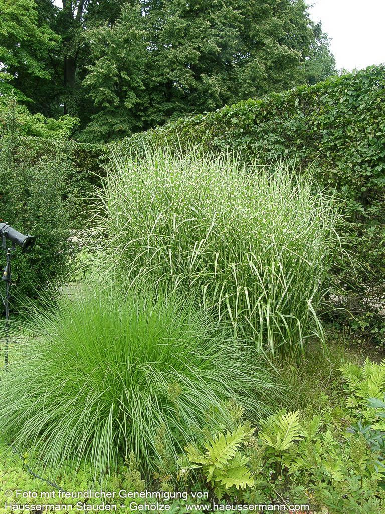 Aufrechter Zebraschilf 'Strictus' (Miscanthus sinensis)