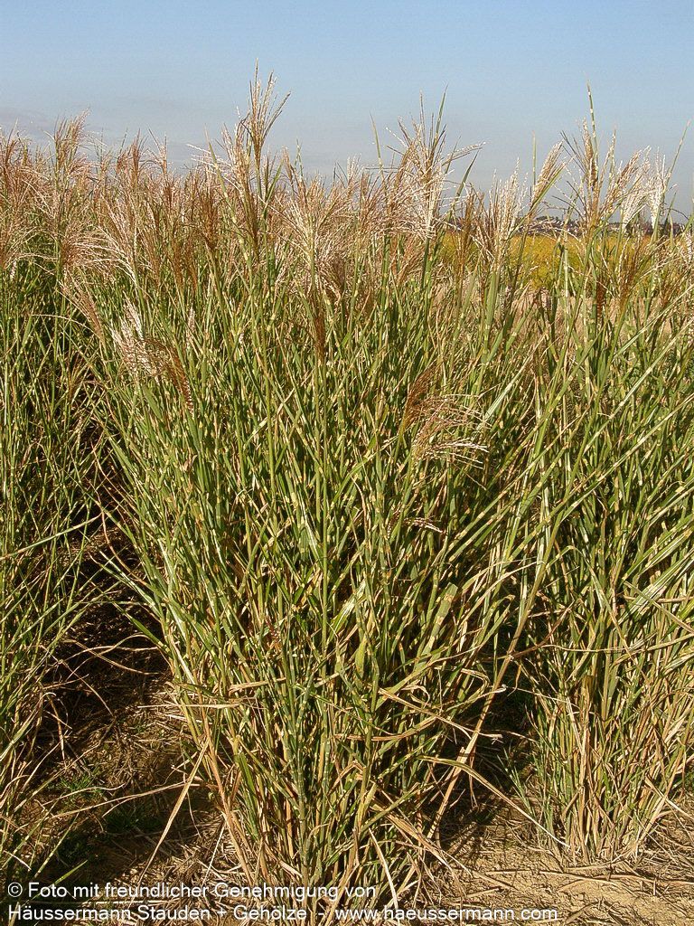 Aufrechter Zebraschilf 'Strictus' (Miscanthus sinensis)