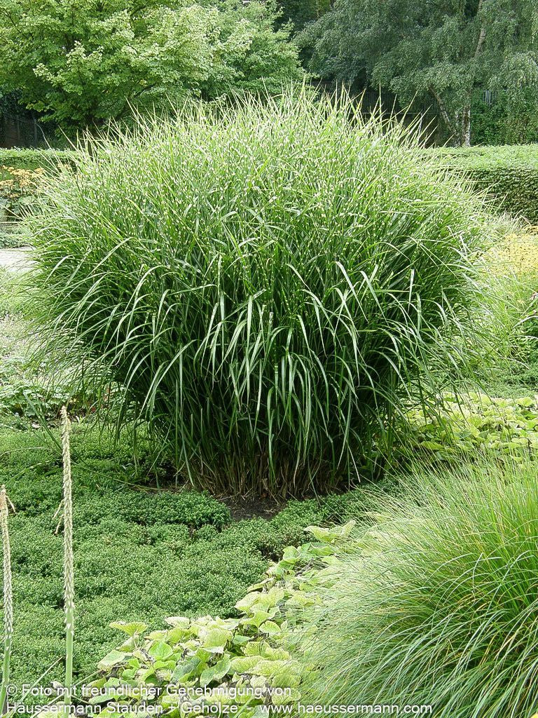 Aufrechter Zebraschilf 'Strictus' (Miscanthus sinensis)