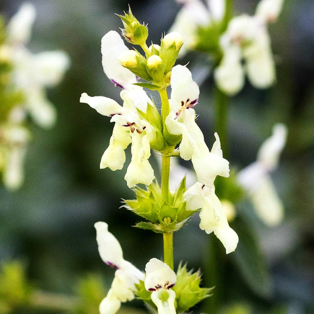 Aufrechter Ziest (Stachys recta)
