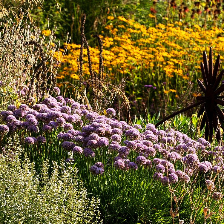 Ausdauernder Berg-Lauch (Allium senescens)