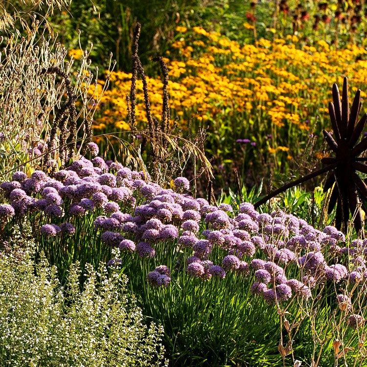 Ausdauernder Berg-Lauch (Allium senescens)