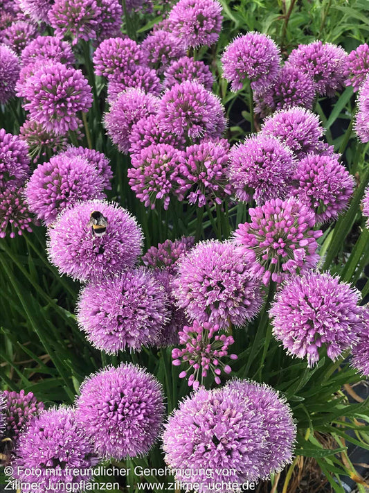 Ausdauernder Berg-Lauch 'Millenium' (Allium senescens)