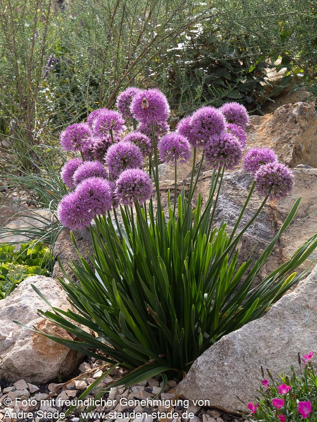 Ausdauernder Berg-Lauch 'Millenium' (Allium senescens)