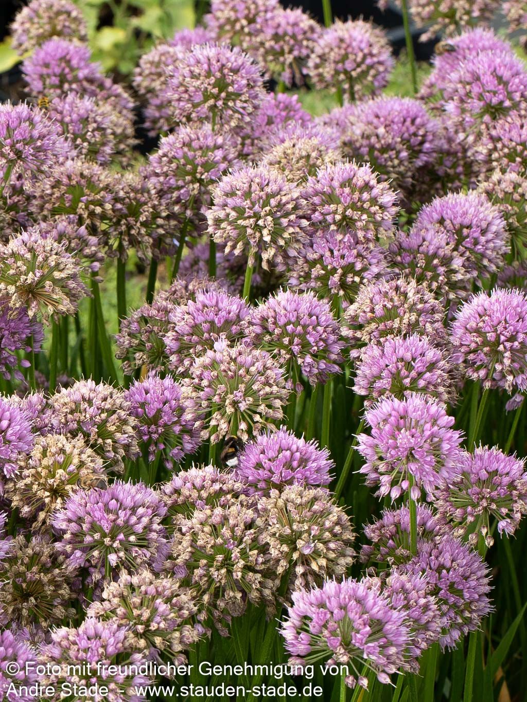 Ausdauernder Berg-Lauch 'Millenium' (Allium senescens)