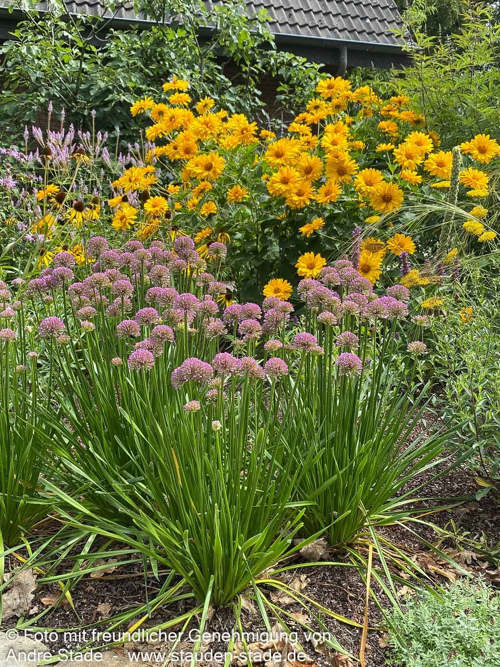 Ausdauernder Berg-Lauch 'Millenium' (Allium senescens)