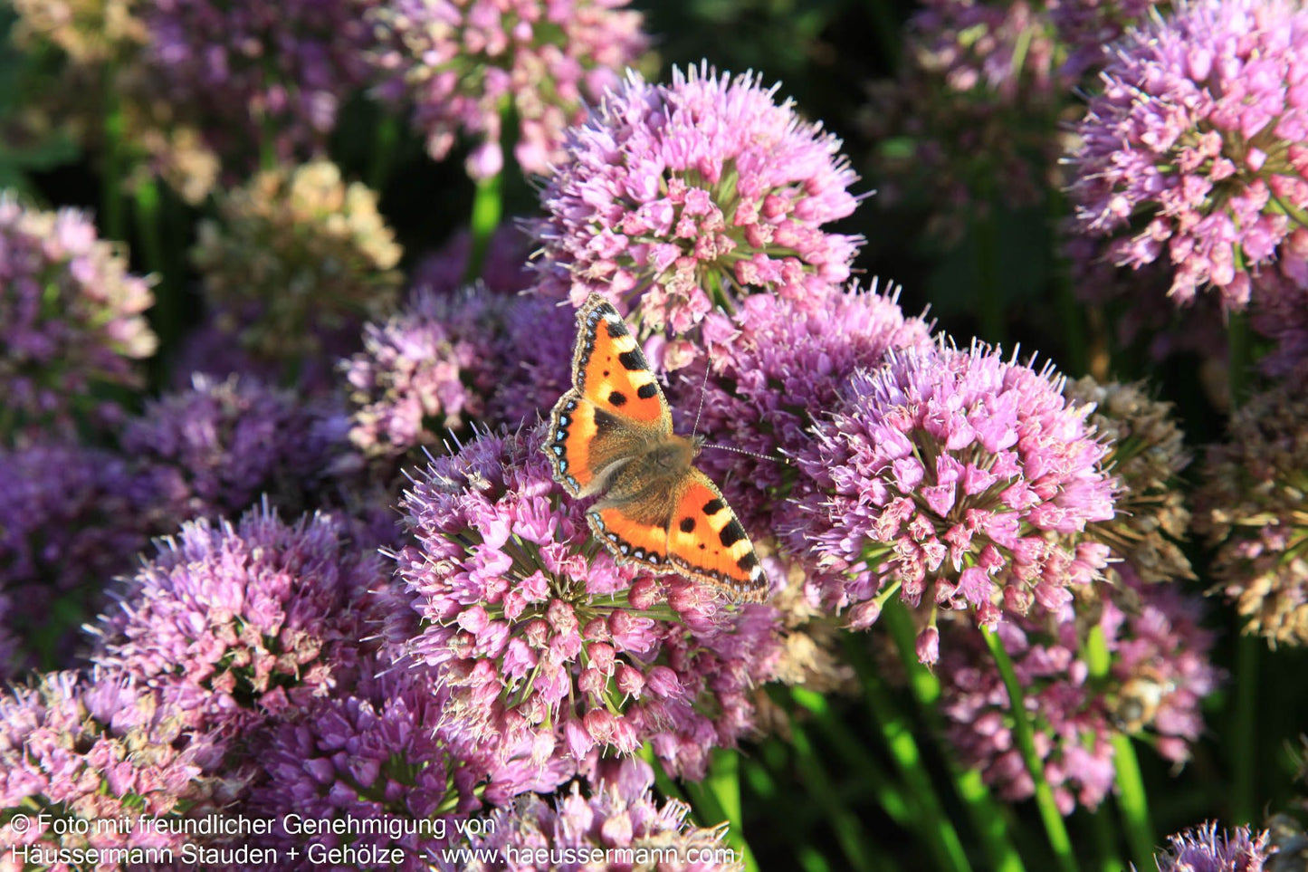 Ausdauernder Berg-Lauch 'Millenium' (Allium senescens)