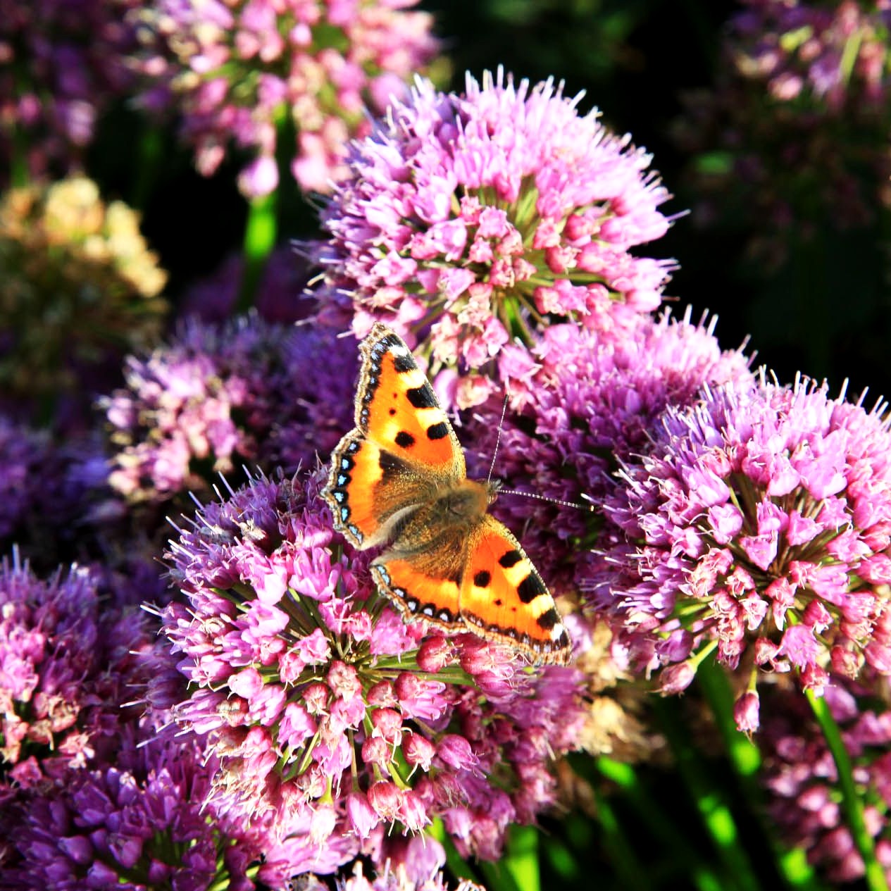 Ausdauernder Berg-Lauch 'Millenium' (Allium senescens)