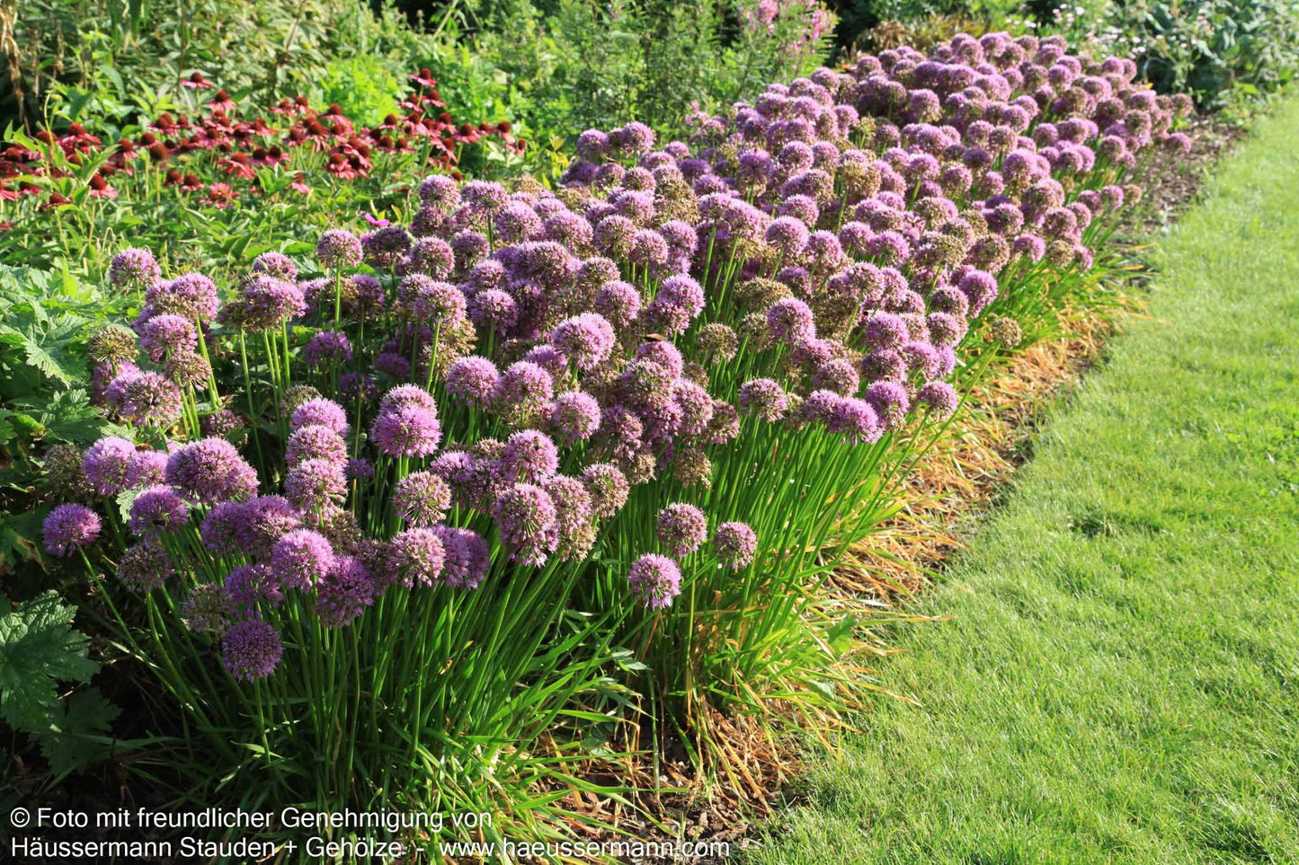 Ausdauernder Berg-Lauch 'Millenium' (Allium senescens)