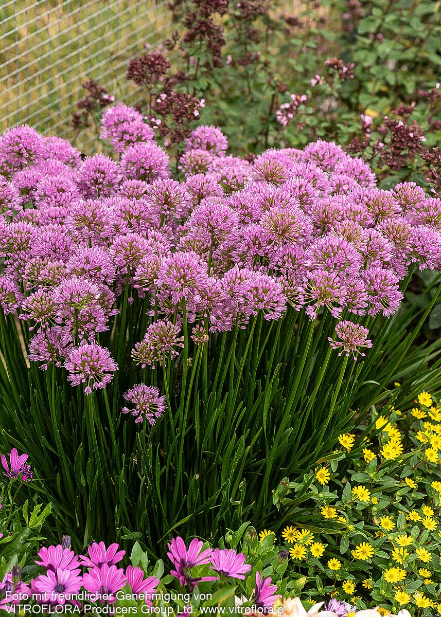 Ausdauernder Berg-Lauch 'Millenium' (Allium senescens)