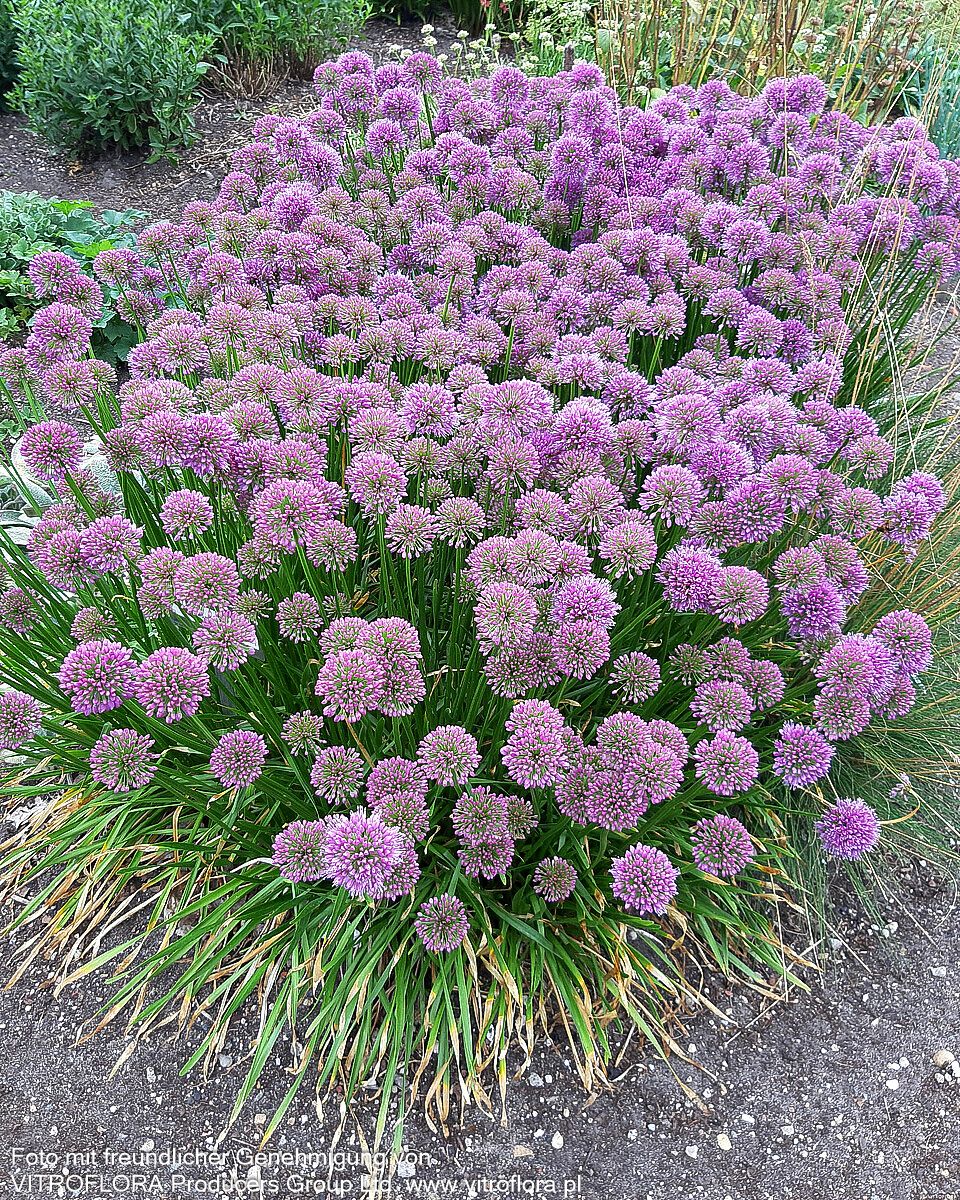 Ausdauernder Berg-Lauch 'Millenium' (Allium senescens)