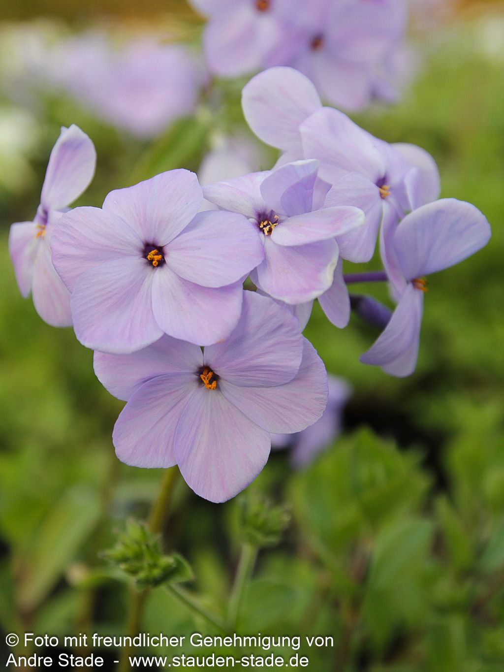 Ausläufer-Flammenblume 'Blue Ridge' (Phlox stolonifera)