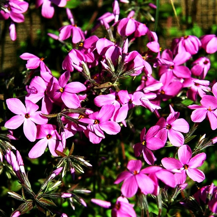 Ausläufer-Flammenblume 'Home Fires' (Phlox stolonifera)
