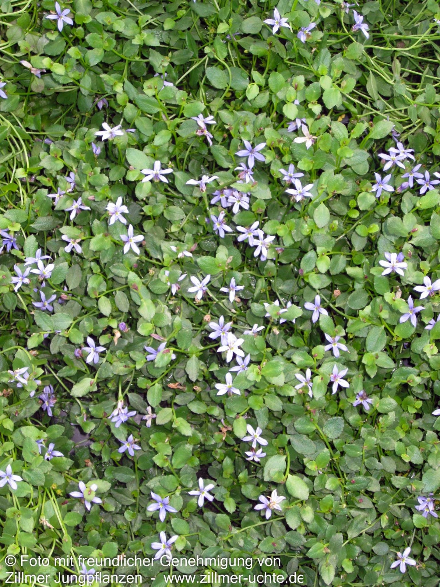 Australische Scheinlobelie 'Dark Blue' (Pratia pedunculata)