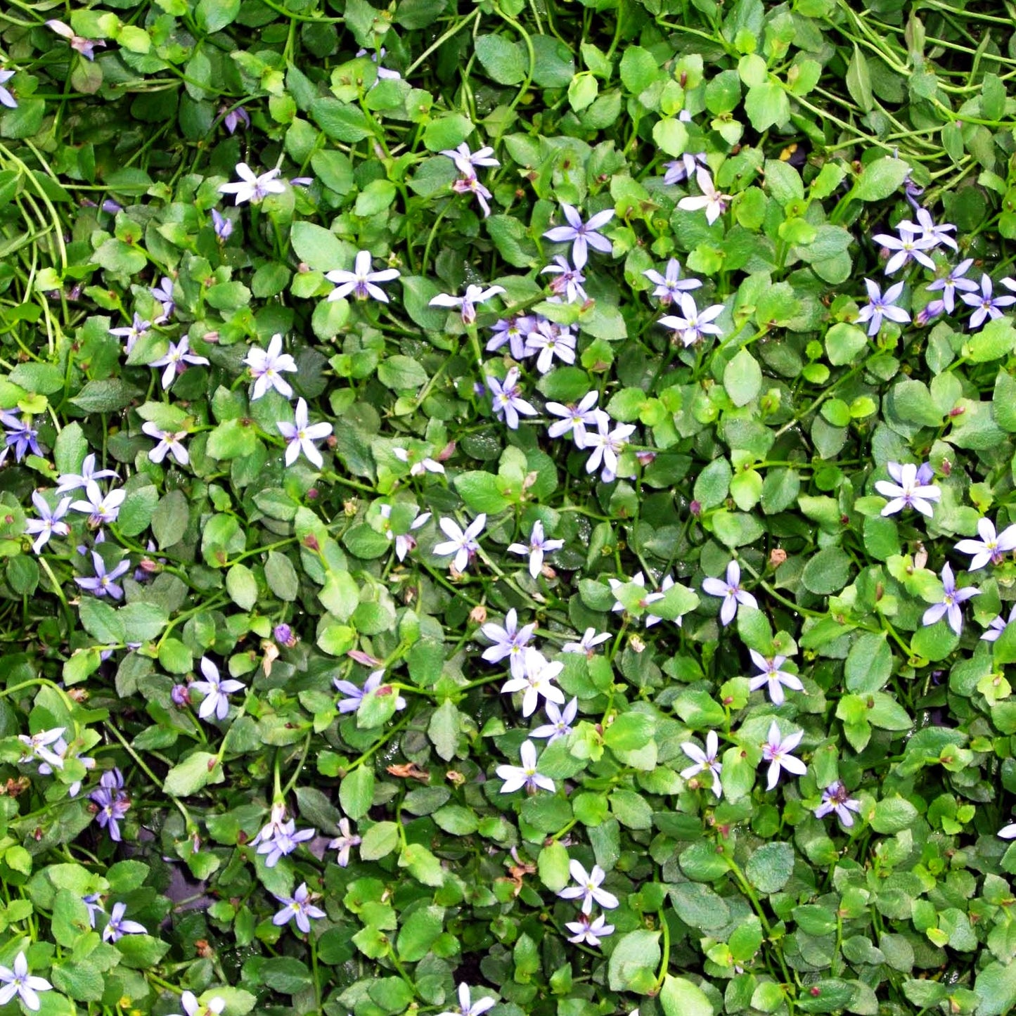 Australische Scheinlobelie 'Dark Blue' (Pratia pedunculata)