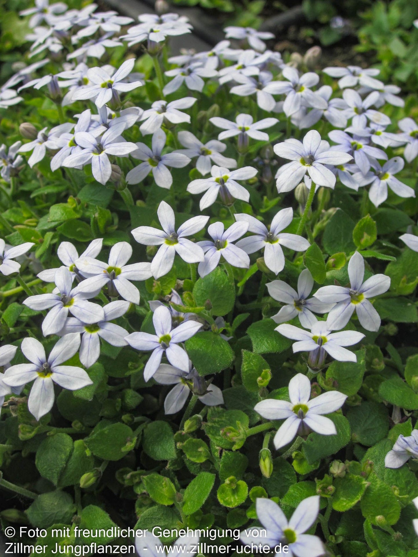 Australische Scheinlobelie (Pratia pedunculata)
