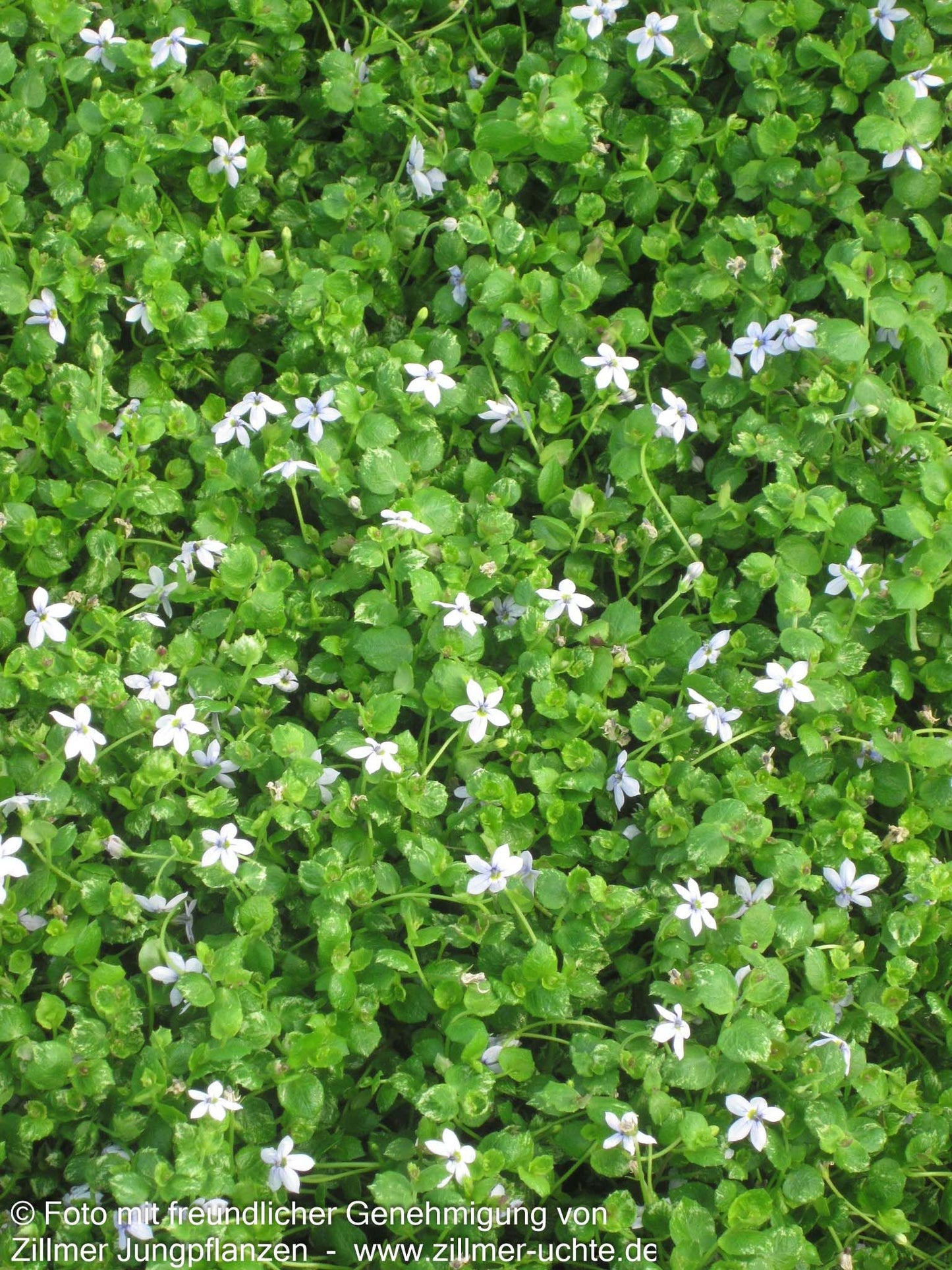 Australische Scheinlobelie (Pratia pedunculata)