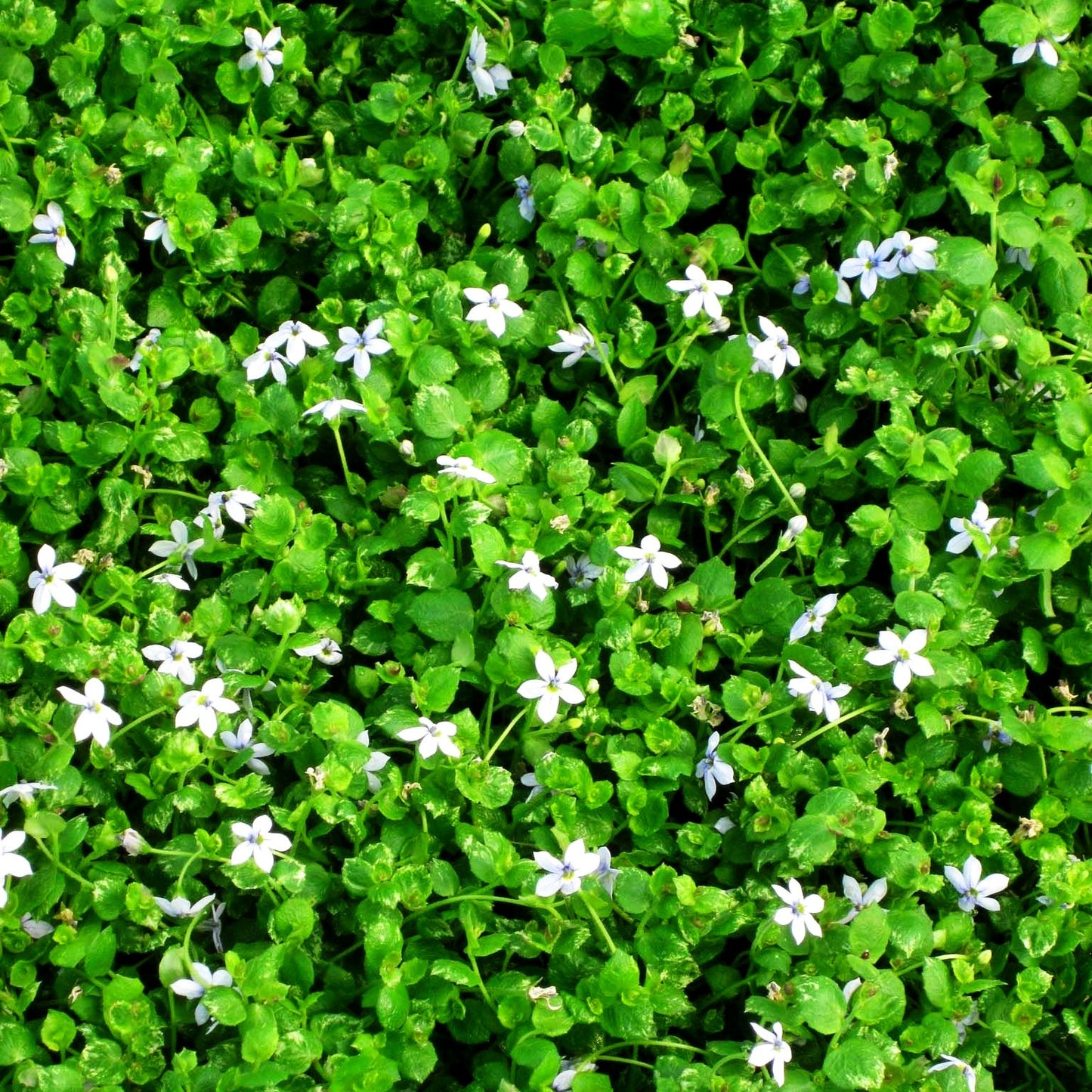 Australische Scheinlobelie (Pratia pedunculata)
