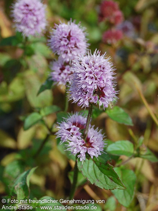 Bach-Minze (Mentha aquatica)