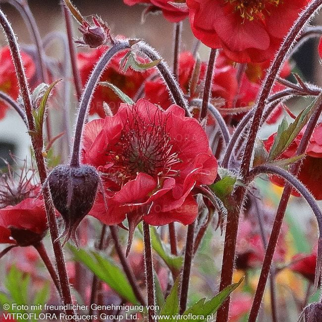 Bach-Nelkenwurz 'Flames of Passion' (Geum rivale)