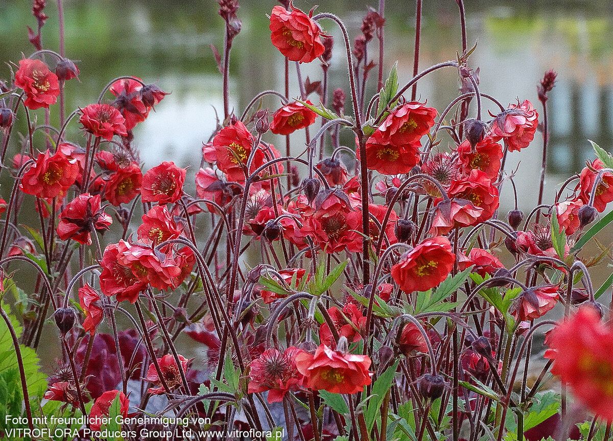 Bach-Nelkenwurz 'Flames of Passion' (Geum rivale)